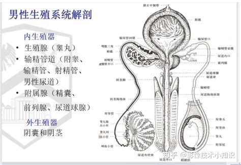 男生生殖器照片|超过 2000 张关于“男生殖器官”和“男模”的免费图片